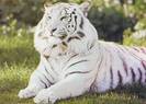 white-tiger[1]