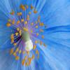 Blue%20Poppy