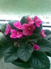 VIOLETA ROZ INCHIS