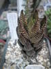 Haworthia coarctata f. chalwinii