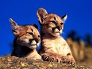 webshots376