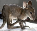 baby_kangaroo_5