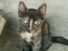 COSMINA