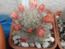 Mammillaria bocasana