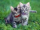 Cat Wallpaper_ Poze Pisicute 3