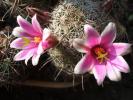Mammillaria mazatlanensis