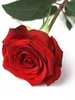 Red_Rose