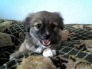 image-thumbnail-800x600-imgupl-announce_81_66[1]