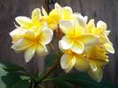 Jays-Plumeria-Louisianadee