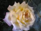 trandafir 2 