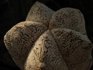 Astrophytum myriostigma Onzuka