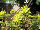 Sedum lancerottense - flori