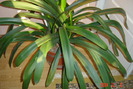 clivia