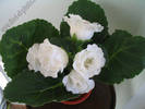Gloxinia alba involt 1