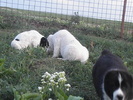 poze 04.05.2009 089
