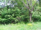 DSCF0590