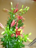LILIUM