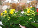 KALANCHOE