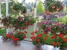 BackYard1-07-31-99