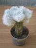 Espostoa lanata f. cristata