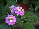 lantana mov