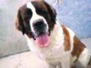 st bernard 4