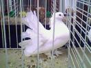 IMG0278A