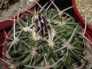 Echinofossulocactus