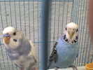 Cocuta este cea cu burtica albastra si ea este papagalita iar Coco este celalat el este papagalul
