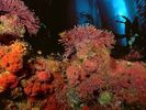 nature wallpapers (47)