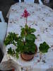 KALANCHOE