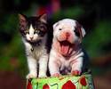 Poze cu Animale_ Animale pentru Desktop_ Wallpaper Caini Pisici_ Cainele si pisica