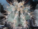 Astrophytum
