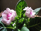 Gloxinia surpriza 5