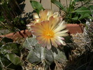 astrophytum_ornatum_v.mirbelii