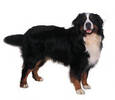 bernese_mtn_dog