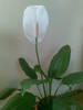 Spathiphyllum