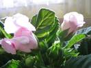 Gloxinia surpriza 2