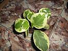 peperomia