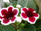 Gloxinia Kaiser Friedrich