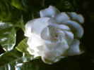 Gardenia