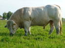 taur rasa de carne Charolais - Benjamin