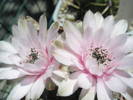 Gymnocalycium anisitsii cu floare roz - 20.06