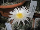 Thelocactus hexadrophorus v. lloydii - 07.06