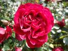 trandafir14