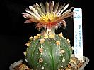 Astro.asterias hb.-floare