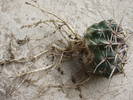 Notocactus submammulosus