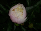 DSCI0854