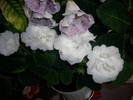 Flori 2009 010