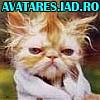 animale_38